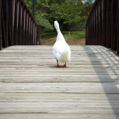 Waterfowl & Duck Foot Problems